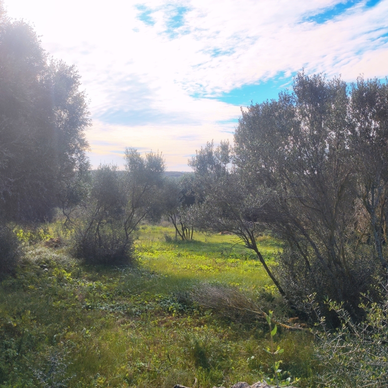 Finca rústica en venta Aljubets