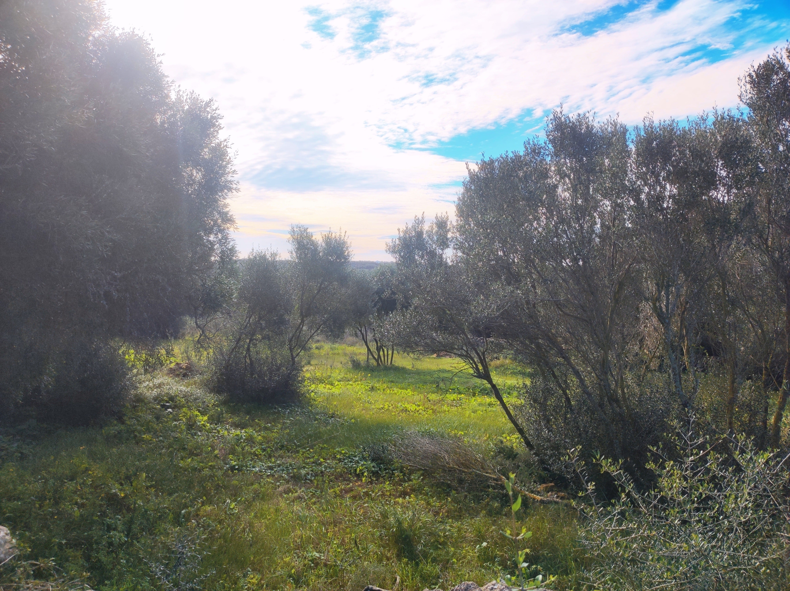 Finca rústica en venta Aljubets