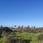 Parcela en venta con vistas al mar en Son Blanc, Ciutadella