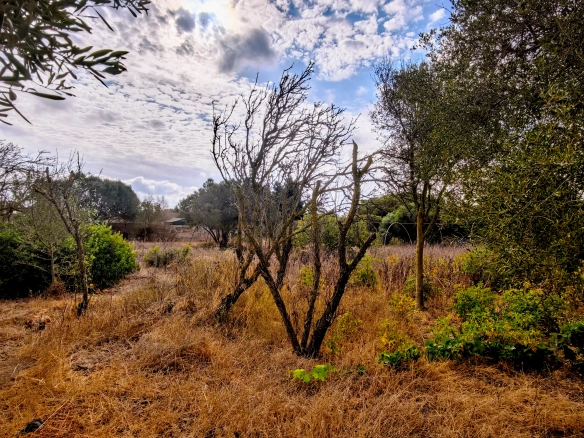 Hortal de 2.021 m² en venta cerca de Ciutadella de Menorca