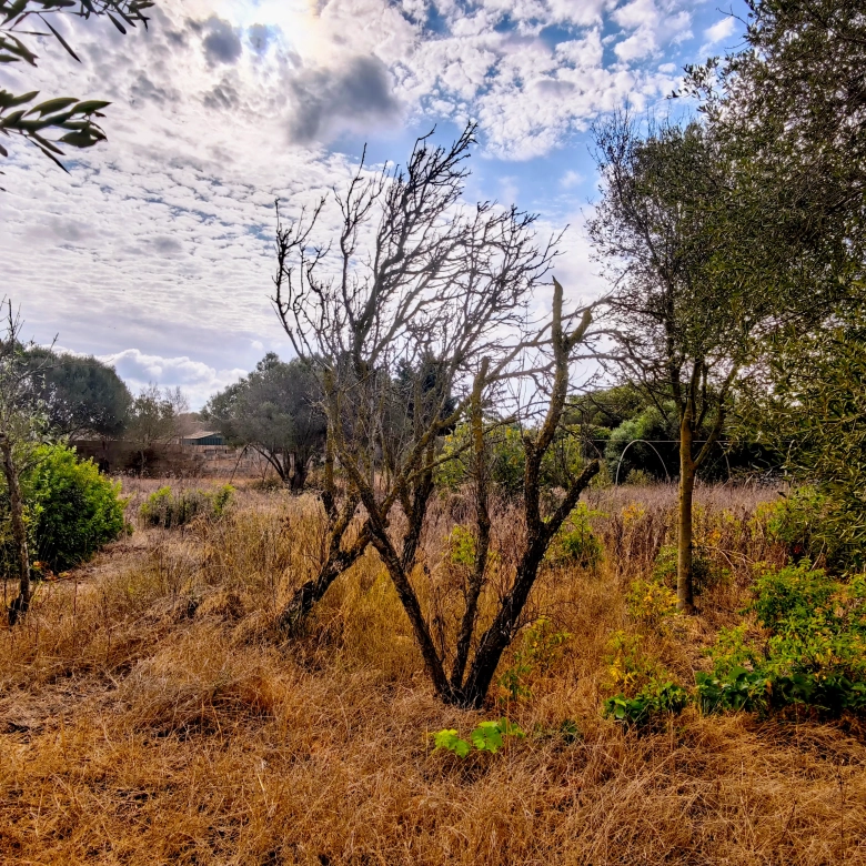 Hortal de 2.021 m² en venta cerca de Ciutadella de Menorca