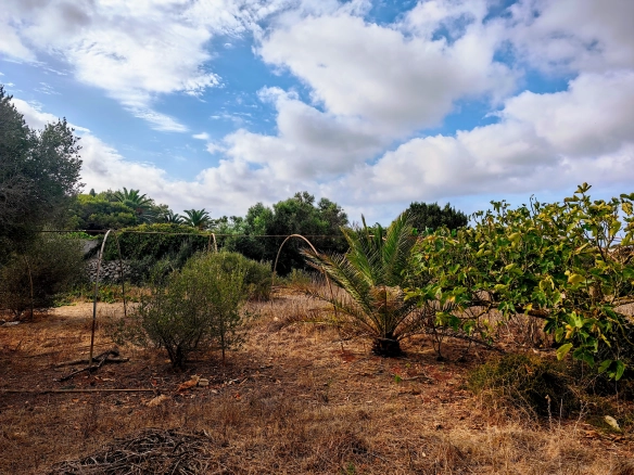 Hortal de 2.021 m² en venta cerca de Ciutadella de Menorca