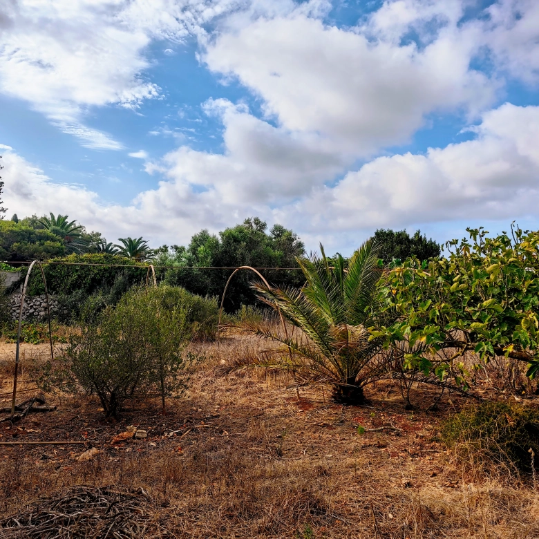 Hortal de 2.021 m² en venta cerca de Ciutadella de Menorca