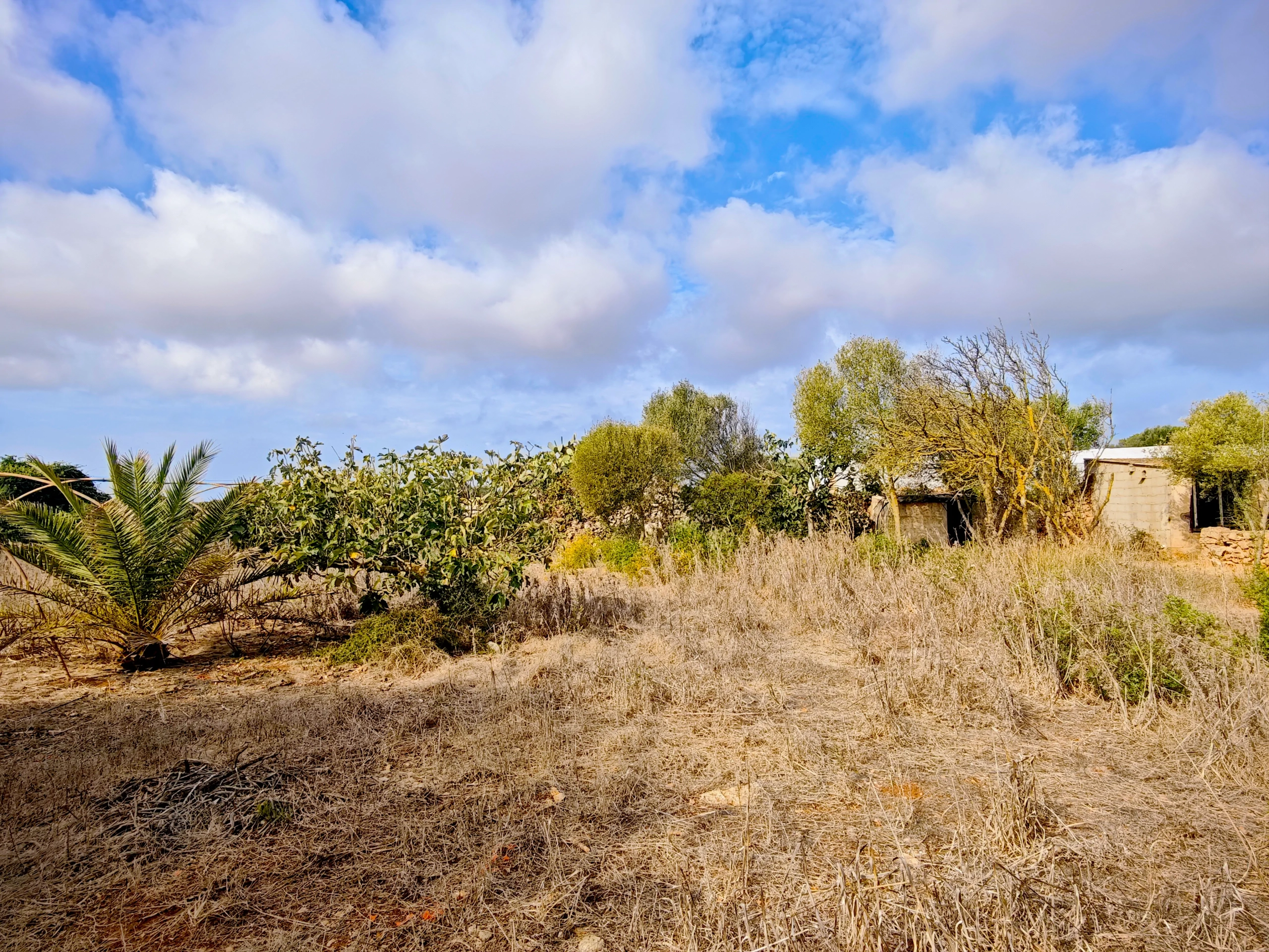 Hortal de 2.021 m² en venta cerca de Ciutadella de Menorca
