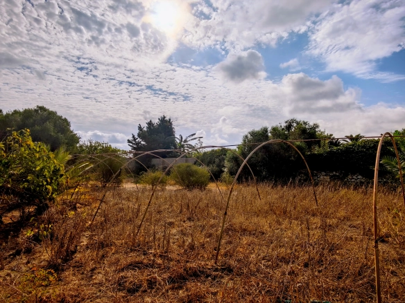 Hortal de 2.021 m² en venta cerca de Ciutadella de Menorca