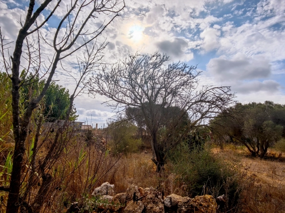 Hortal de 2.021 m² en venta cerca de Ciutadella de Menorca