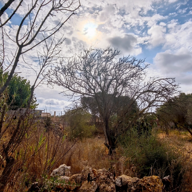 Hortal de 2.021 m² en venta cerca de Ciutadella de Menorca