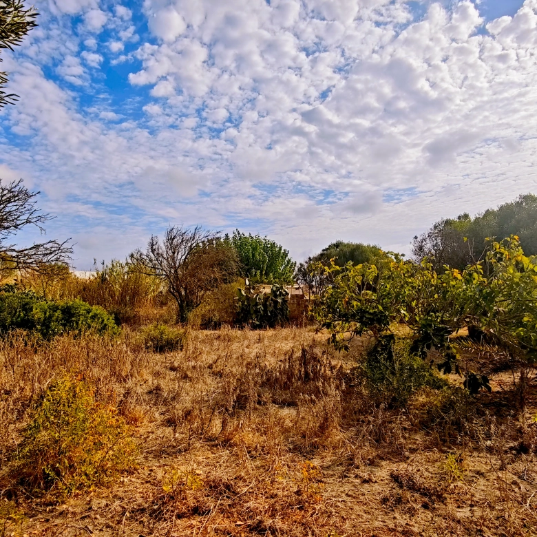 Hortal de 2.021 m² en venta cerca de Ciutadella de Menorca
