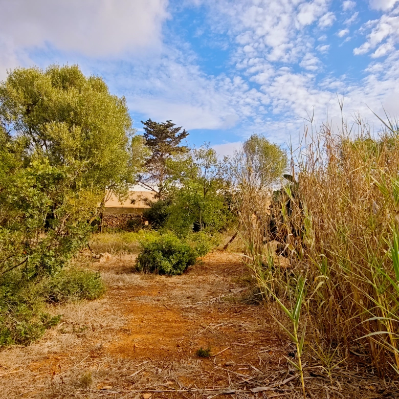 Hortal de 2.021 m² en venta cerca de Ciutadella de Menorca