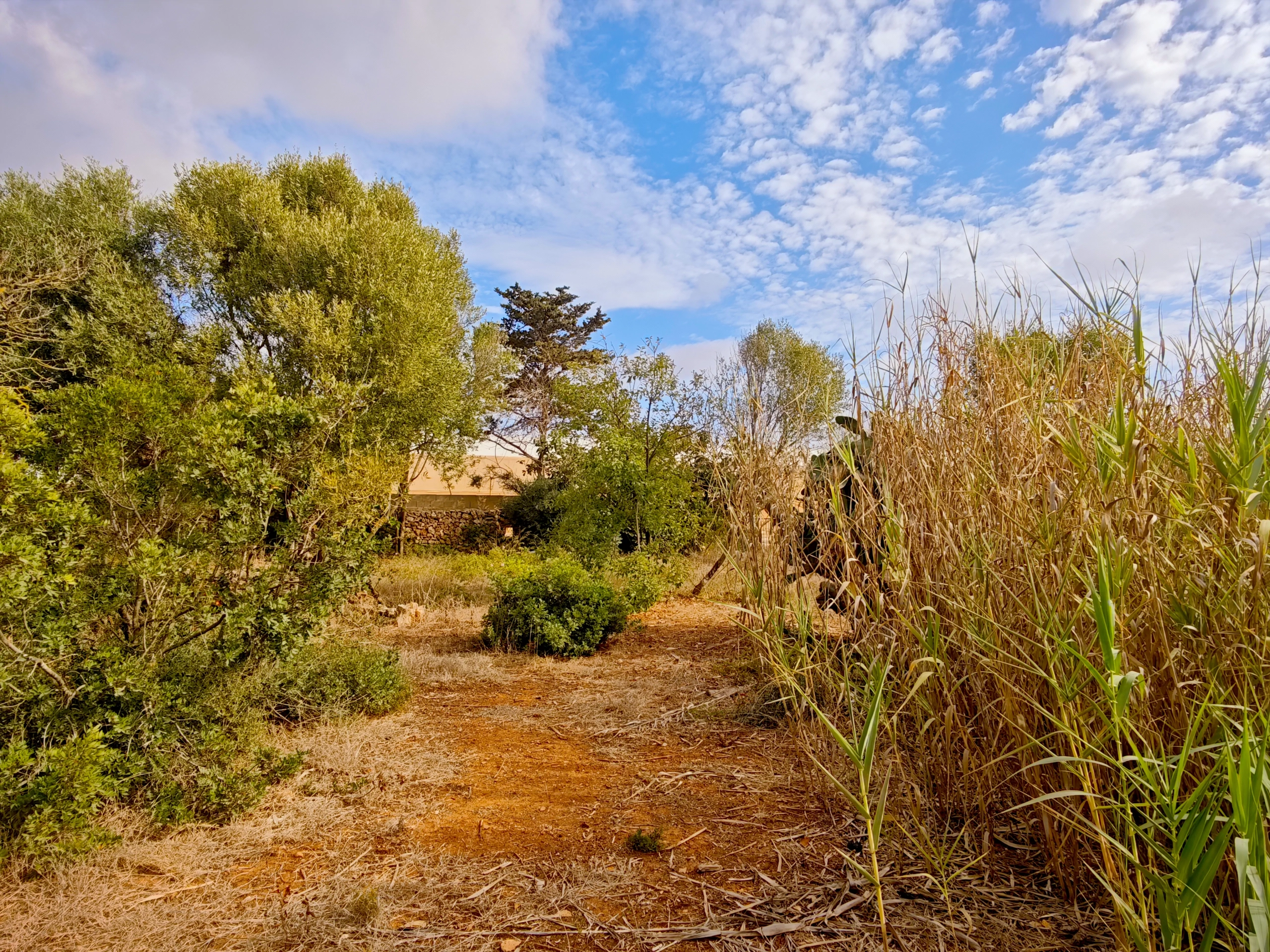 Hortal de 2.021 m² en venta cerca de Ciutadella de Menorca