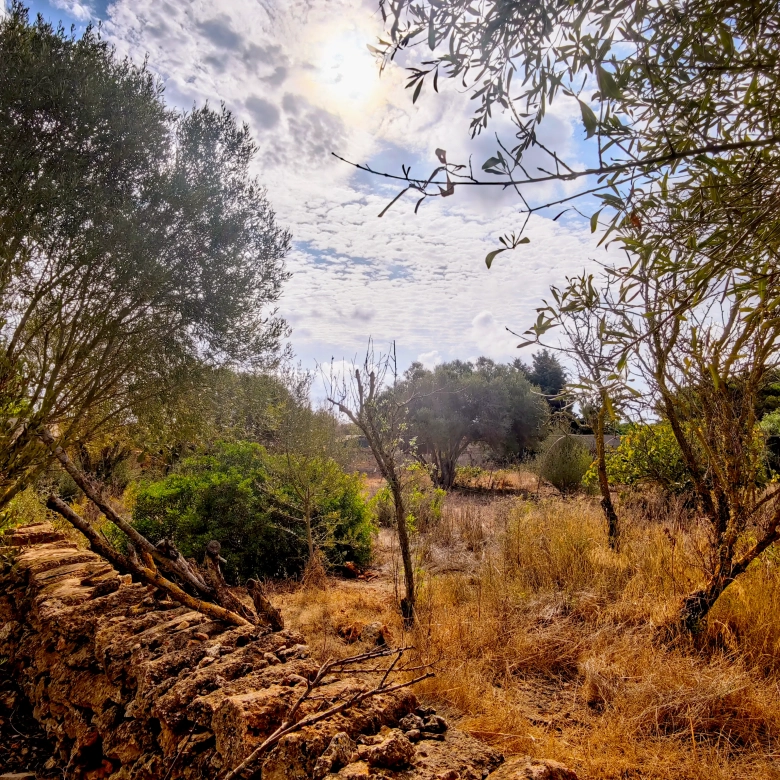 Hortal de 2.021 m² en venta cerca de Ciutadella de Menorca