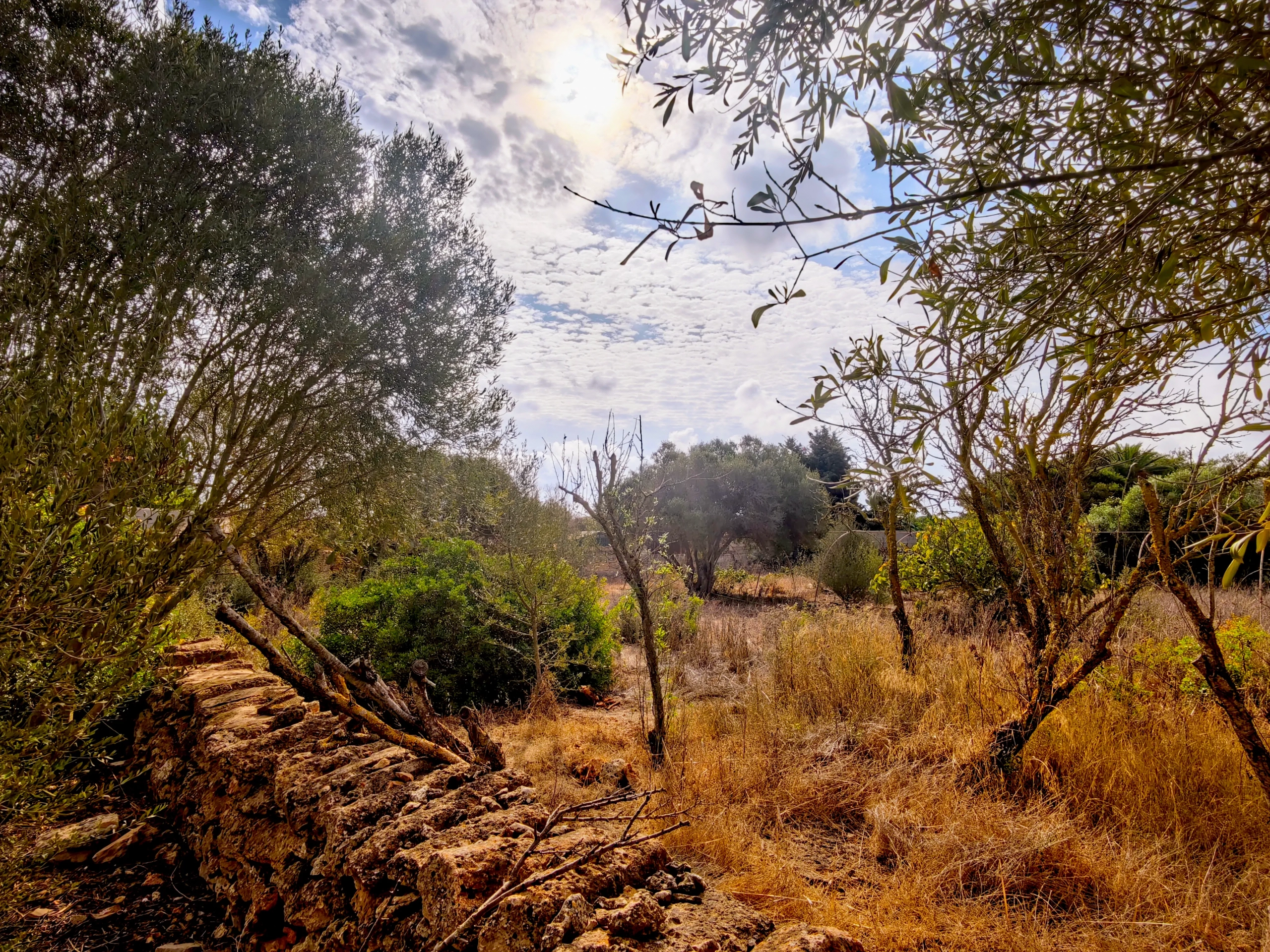 Hortal de 2.021 m² en venta cerca de Ciutadella de Menorca