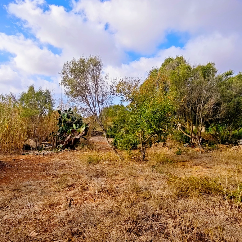 Hortal de 2.021 m² en venta cerca de Ciutadella de Menorca