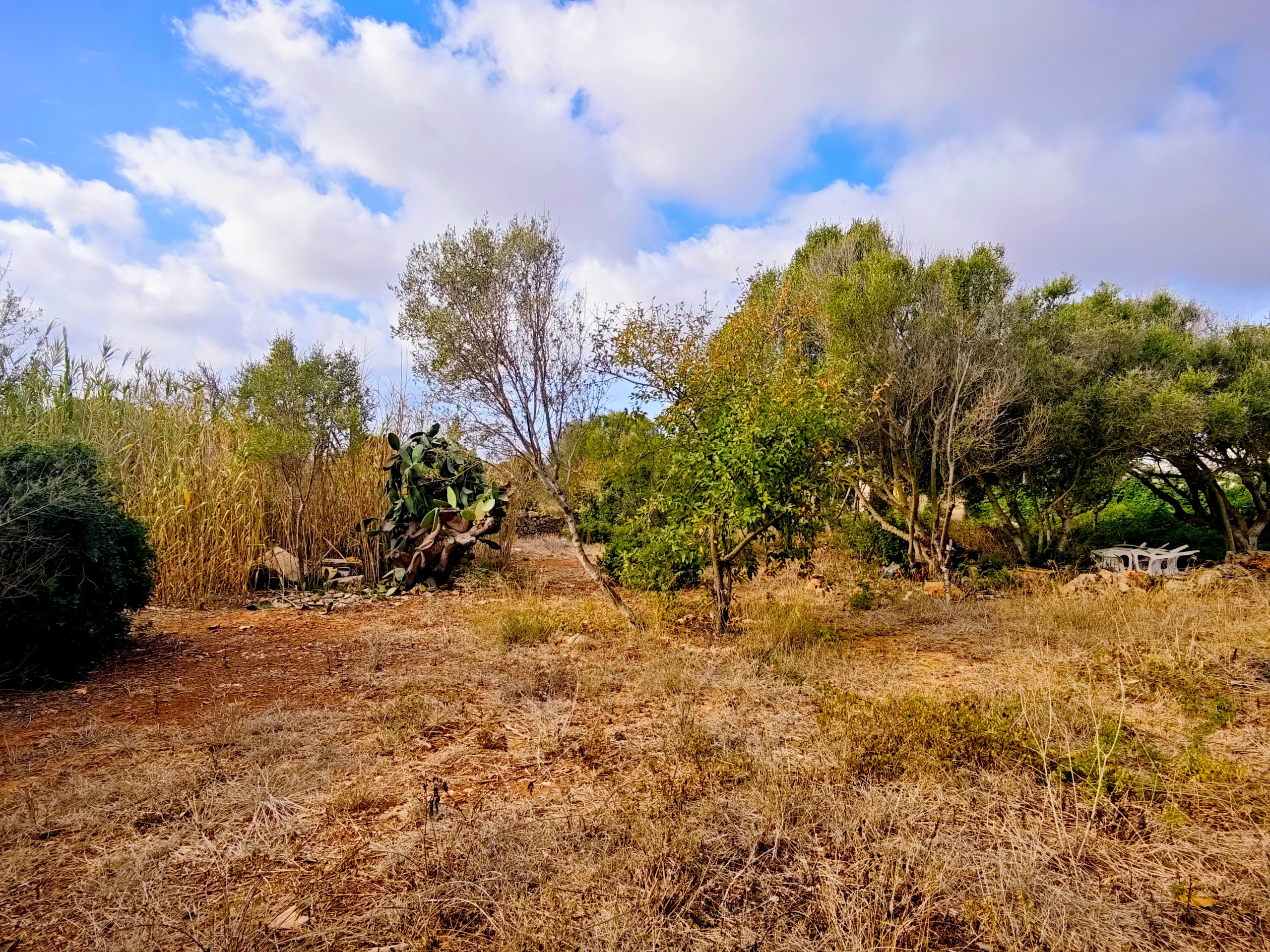 Hortal de 2.021 m² en venta cerca de Ciutadella de Menorca
