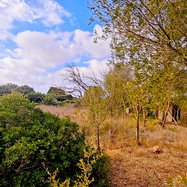 Hortal de 2.021 m² en venta cerca de Ciutadella de Menorca