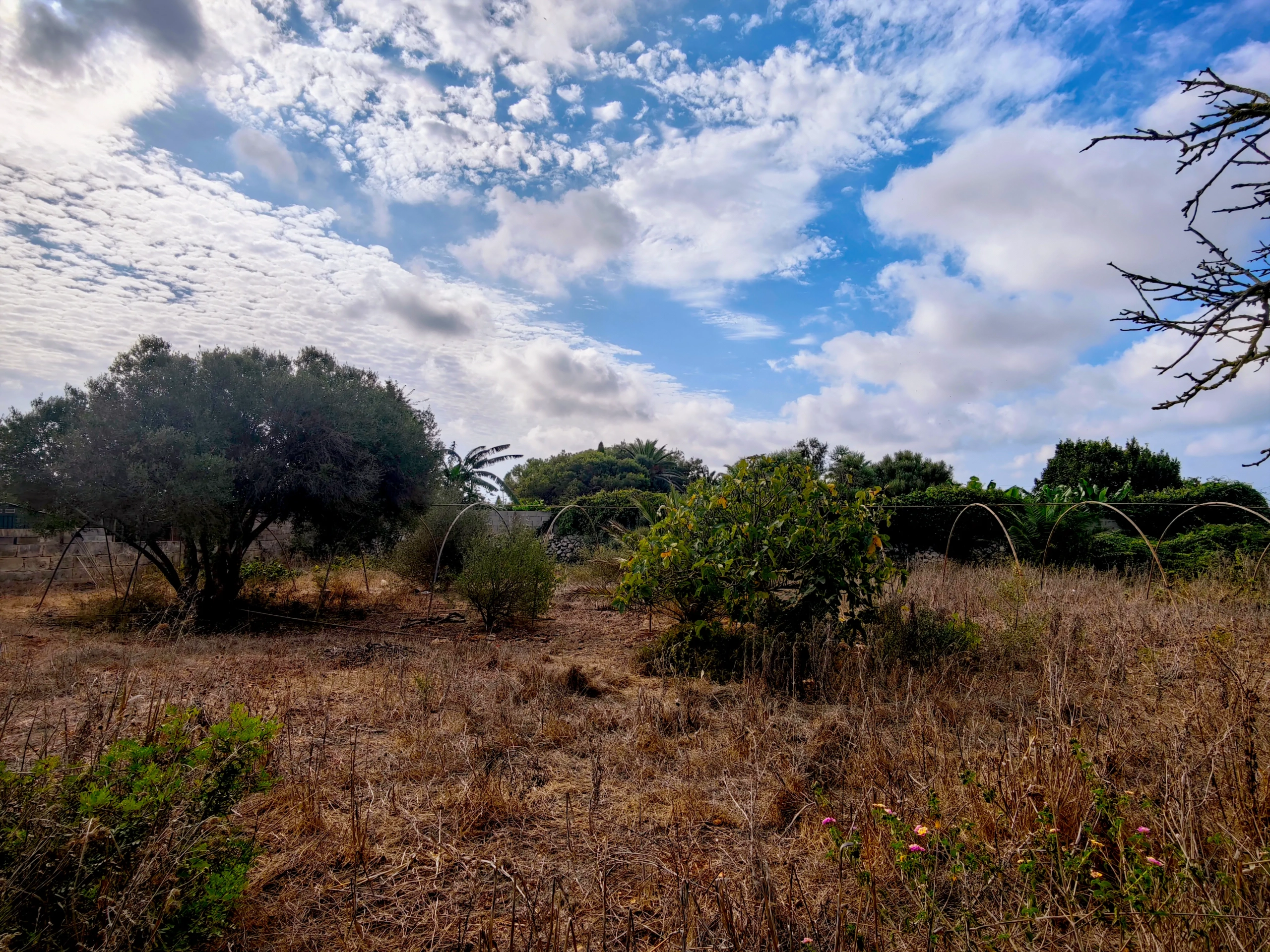 Hortal de 2.021 m² en venta cerca de Ciutadella de Menorca