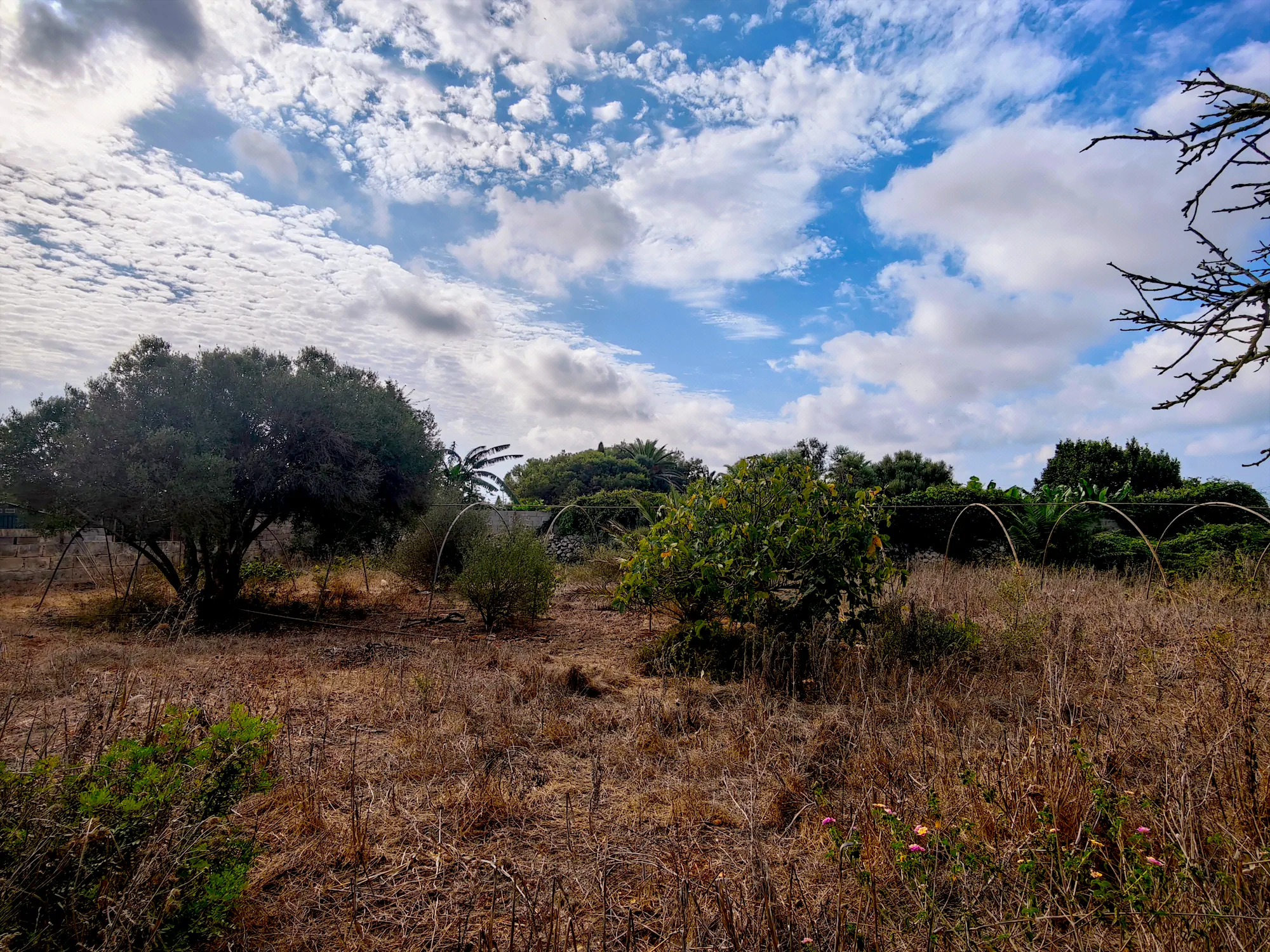 Hortal de 2.021 m² en venta cerca de Ciutadella de Menorca