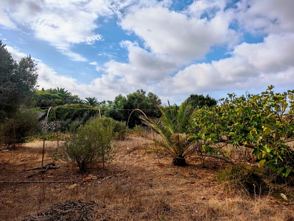 Hortal de 2.021 m² en venta cerca de Ciutadella de Menorca