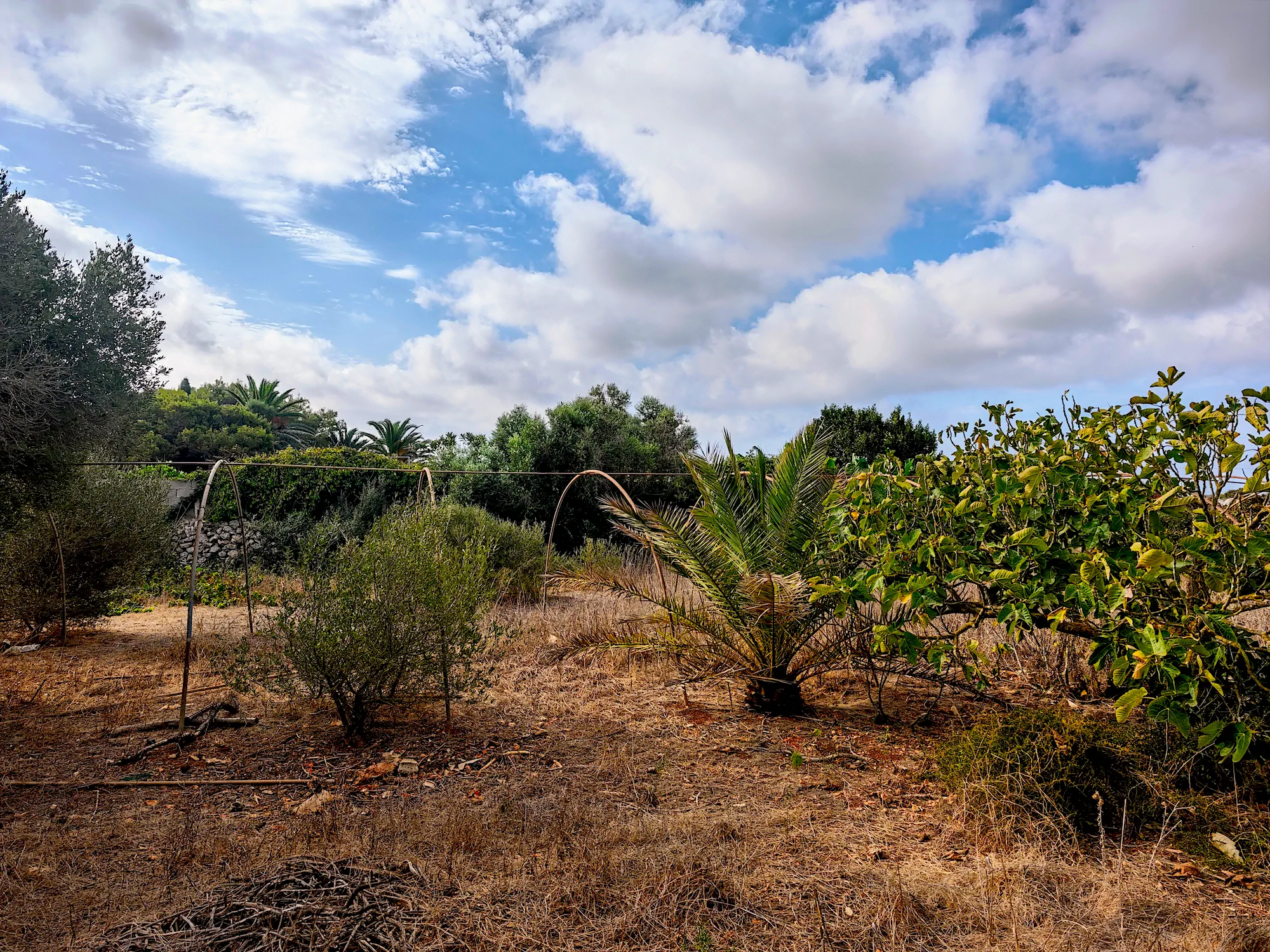 Hortal de 2.021 m² en venta cerca de Ciutadella de Menorca