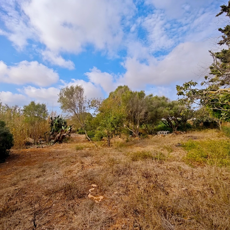 Hortal de 2.021 m² en venta cerca de Ciutadella de Menorca