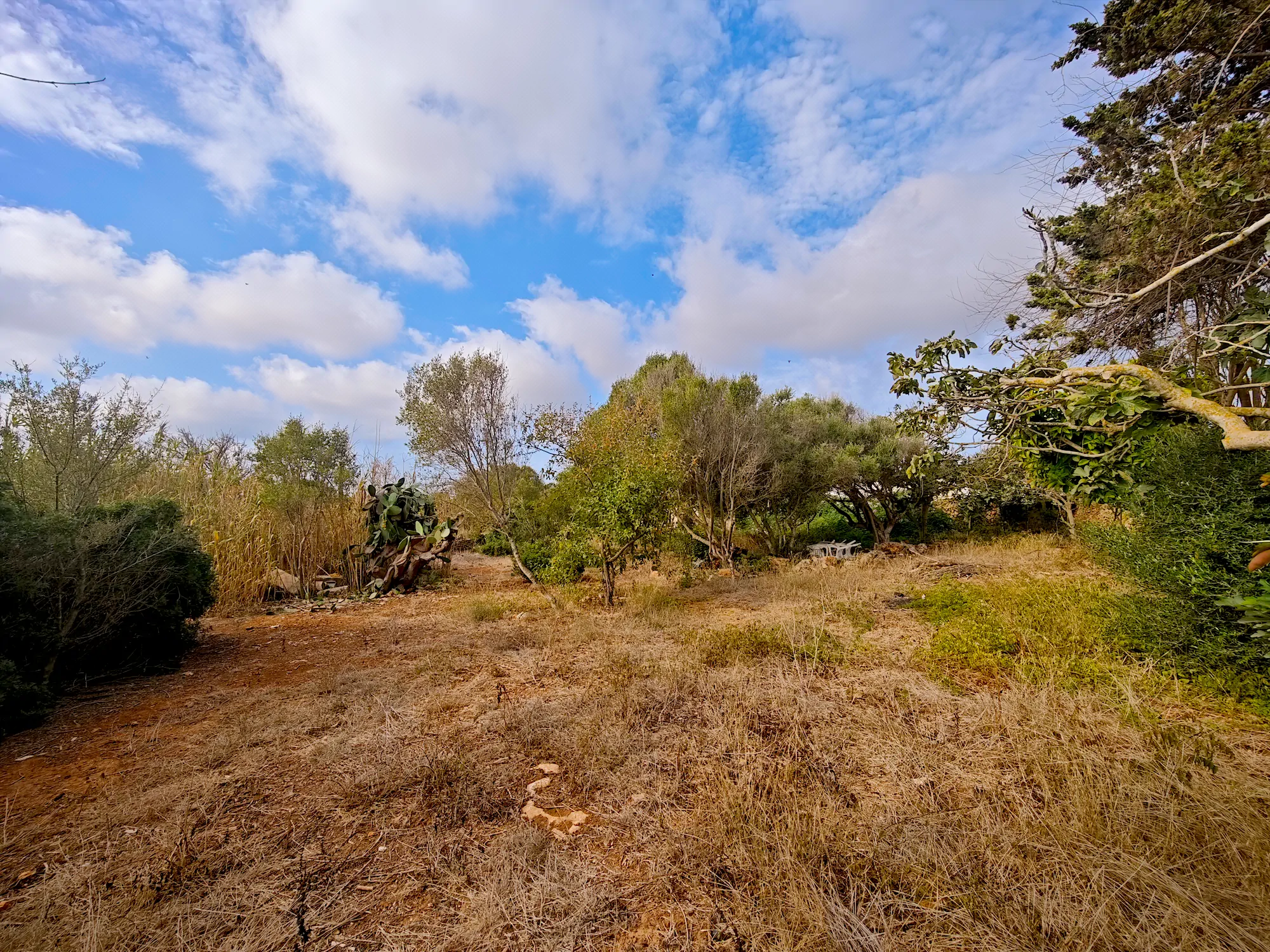 Hortal de 2.021 m² en venta cerca de Ciutadella de Menorca