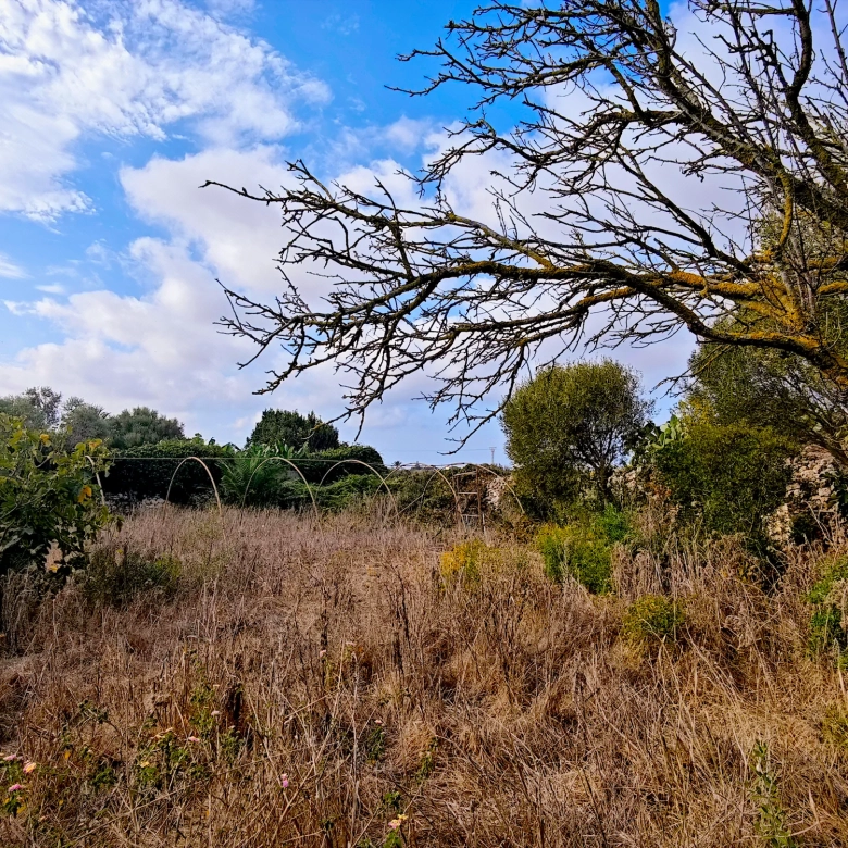 Hortal de 2.021 m² en venta cerca de Ciutadella de Menorca
