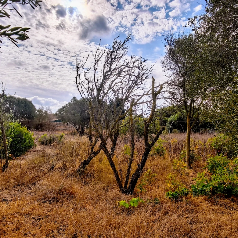 Hortal de 2.021 m² en venta cerca de Ciutadella de Menorca