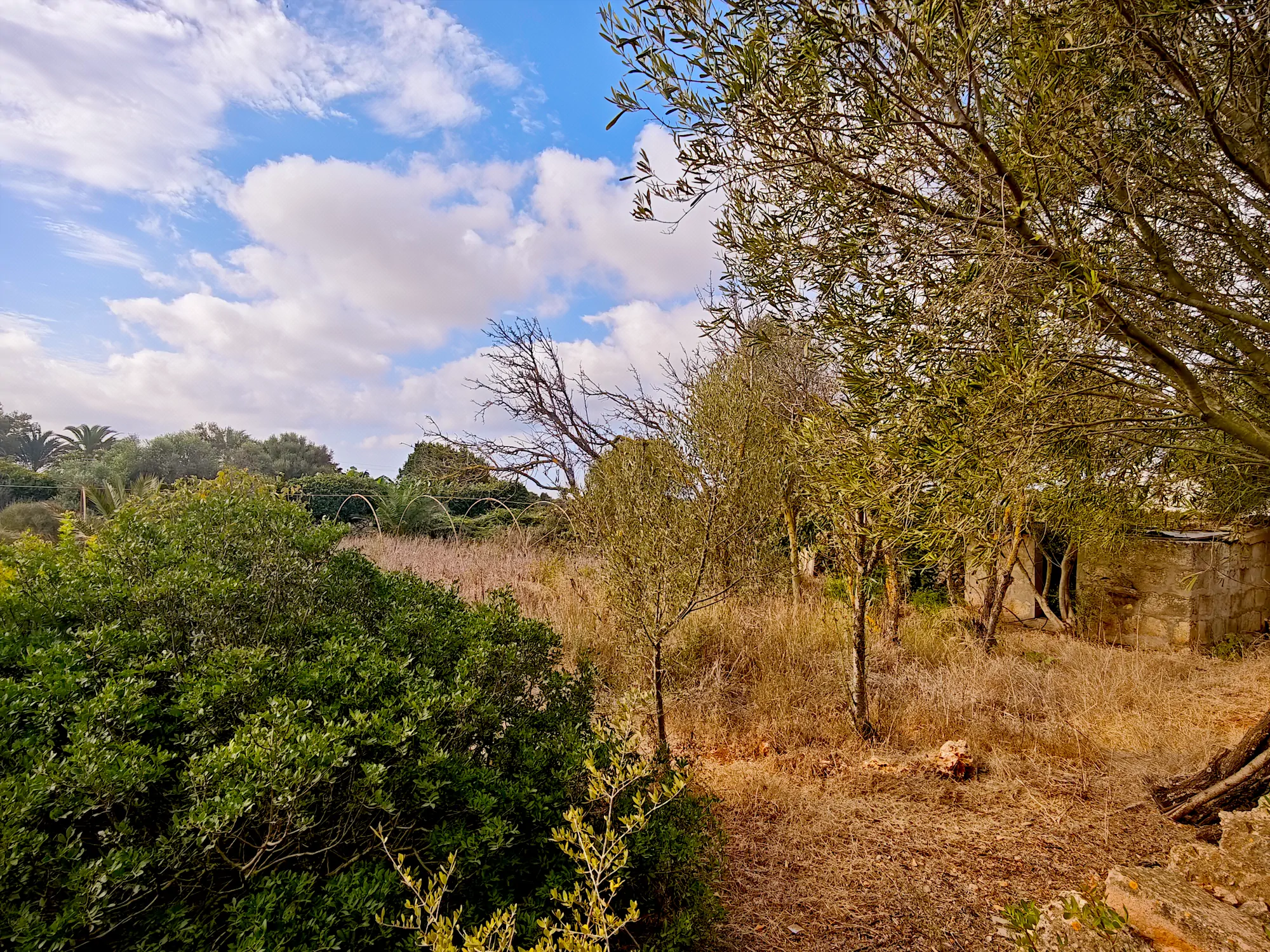 Hortal de 2.021 m² en venta cerca de Ciutadella de Menorca