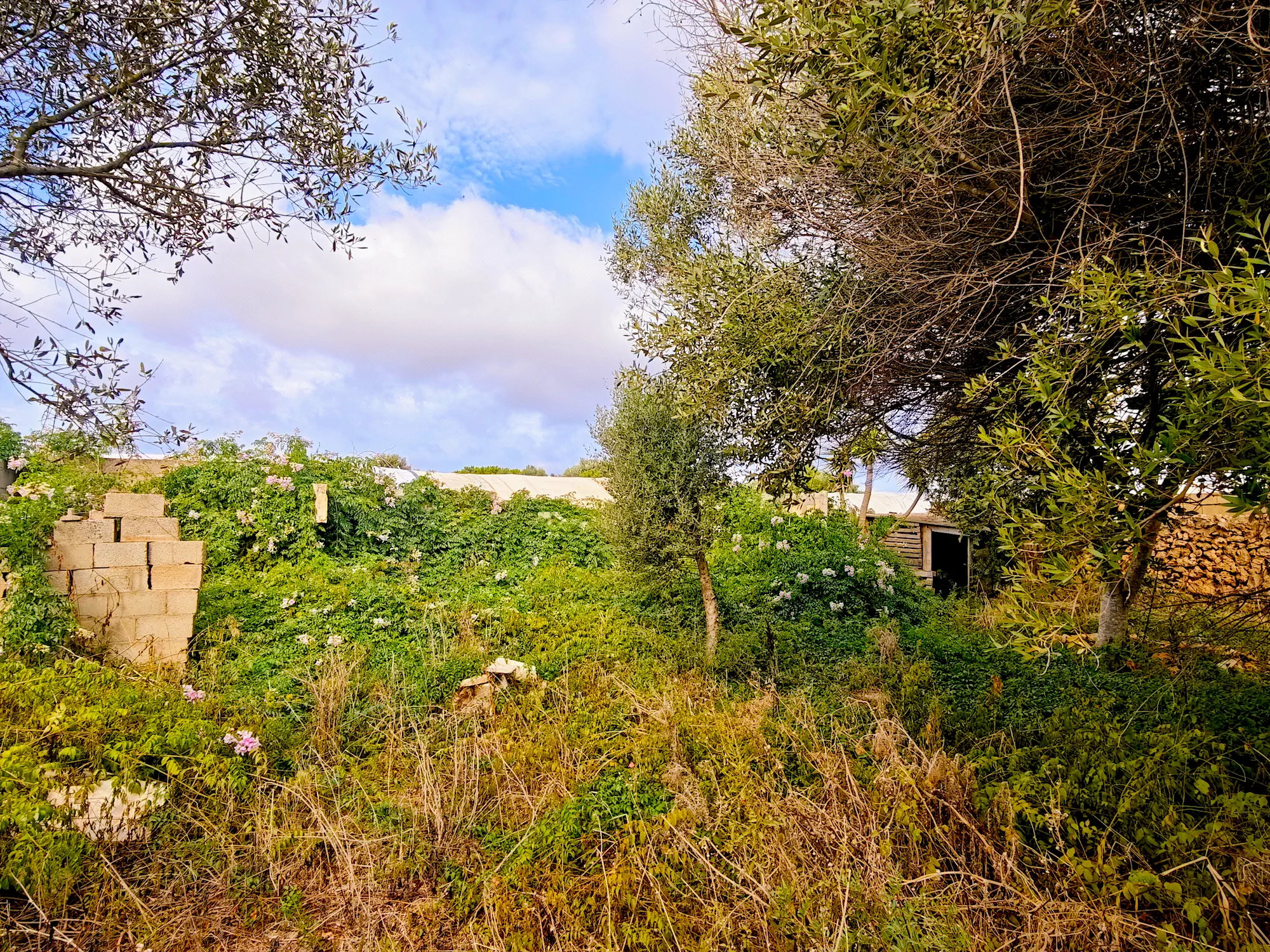 Hortal de 2.021 m² en venta cerca de Ciutadella de Menorca