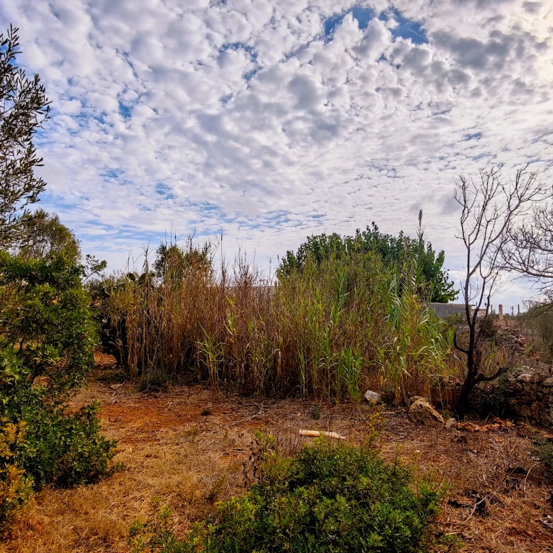Hortal de 2.021 m² en venta cerca de Ciutadella de Menorca