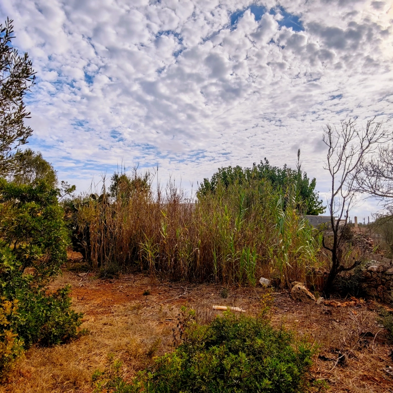 Hortal de 2.021 m² en venta cerca de Ciutadella de Menorca