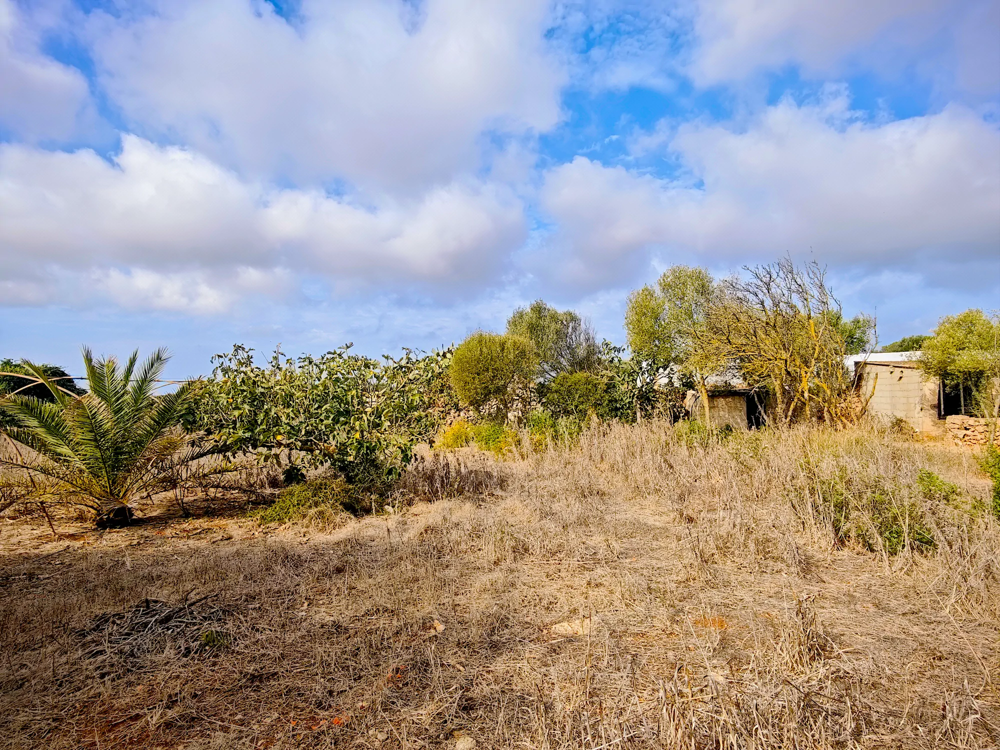Hortal de 2.021 m² en venta cerca de Ciutadella de Menorca