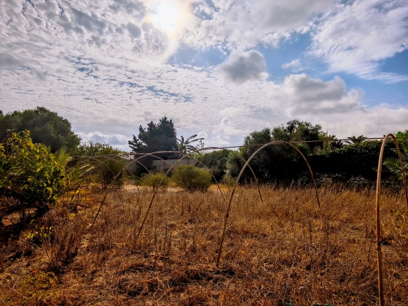 Hortal de 2.021 m² en venta cerca de Ciutadella de Menorca