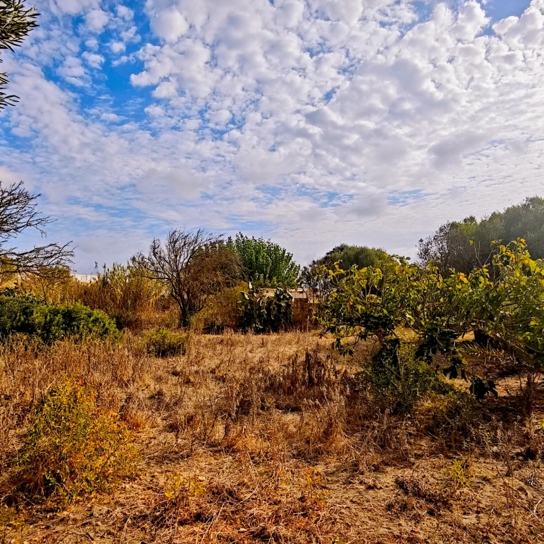 Hortal de 2.021 m² en venta cerca de Ciutadella de Menorca
