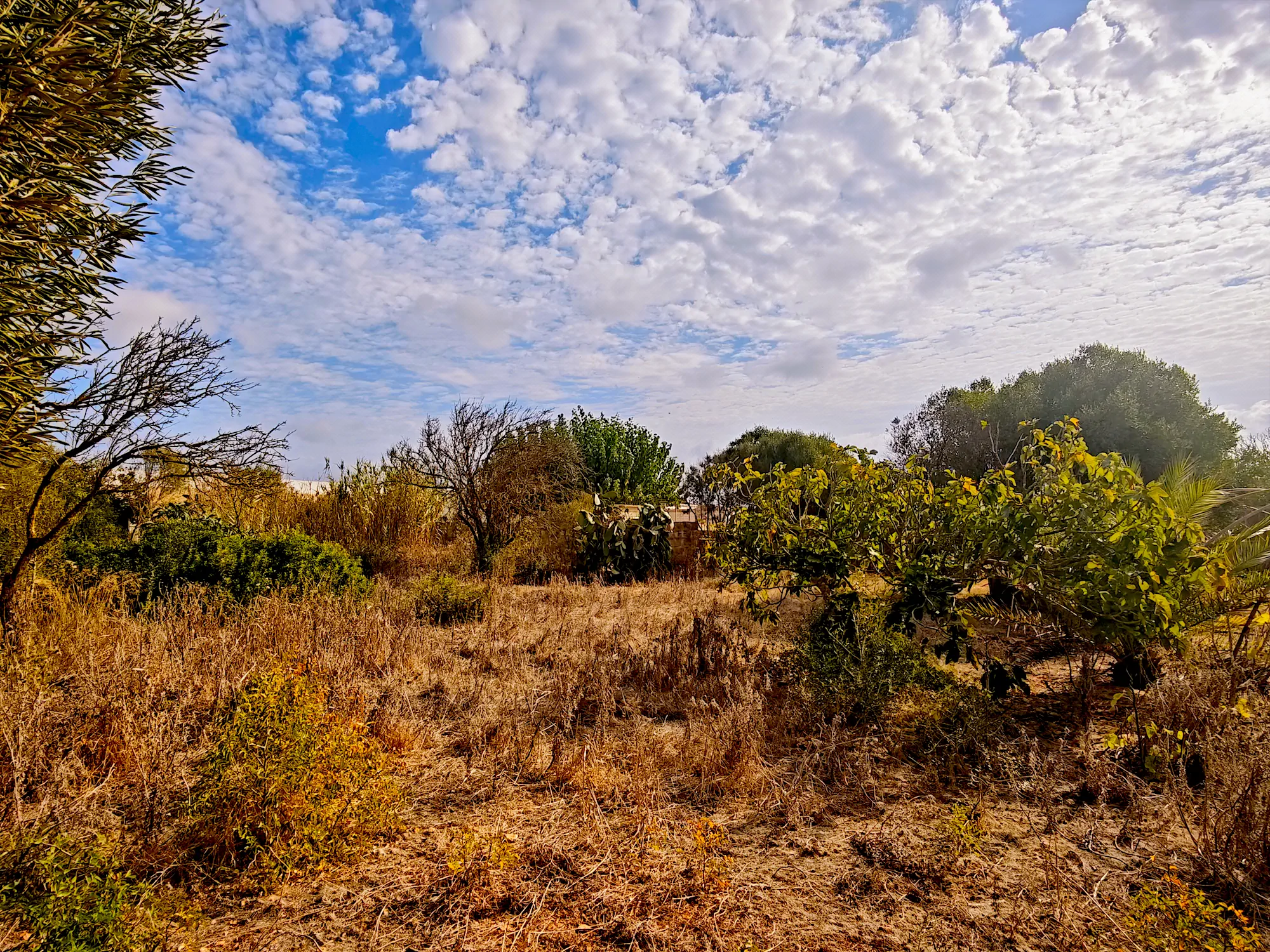 Hortal de 2.021 m² en venta cerca de Ciutadella de Menorca