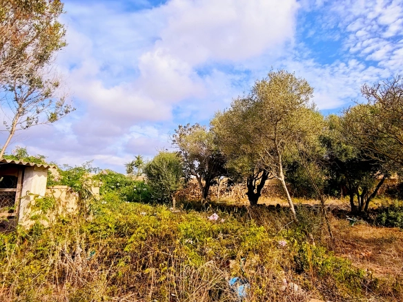 Hortal de 2.021 m² en venta cerca de Ciutadella de Menorca