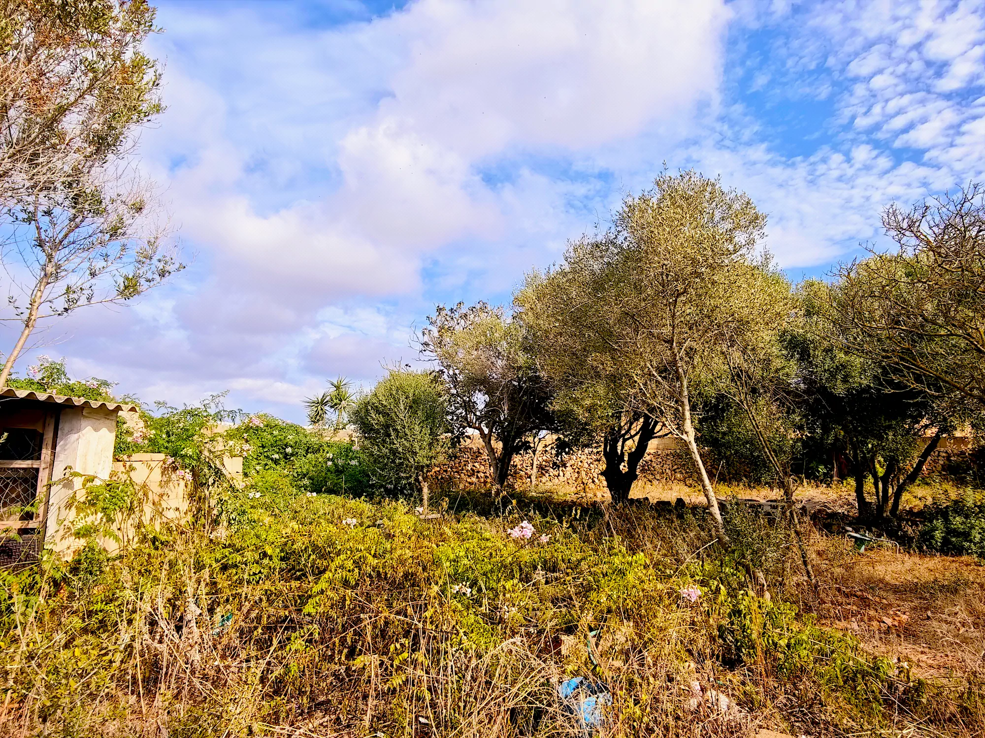 Hortal de 2.021 m² en venta cerca de Ciutadella de Menorca