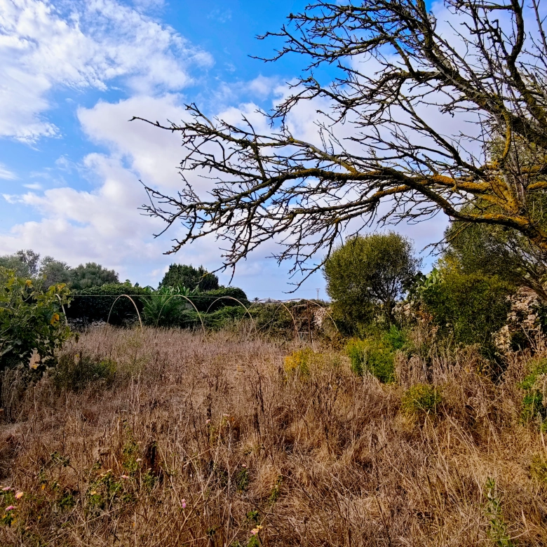 Hortal de 2.021 m² en venta cerca de Ciutadella de Menorca