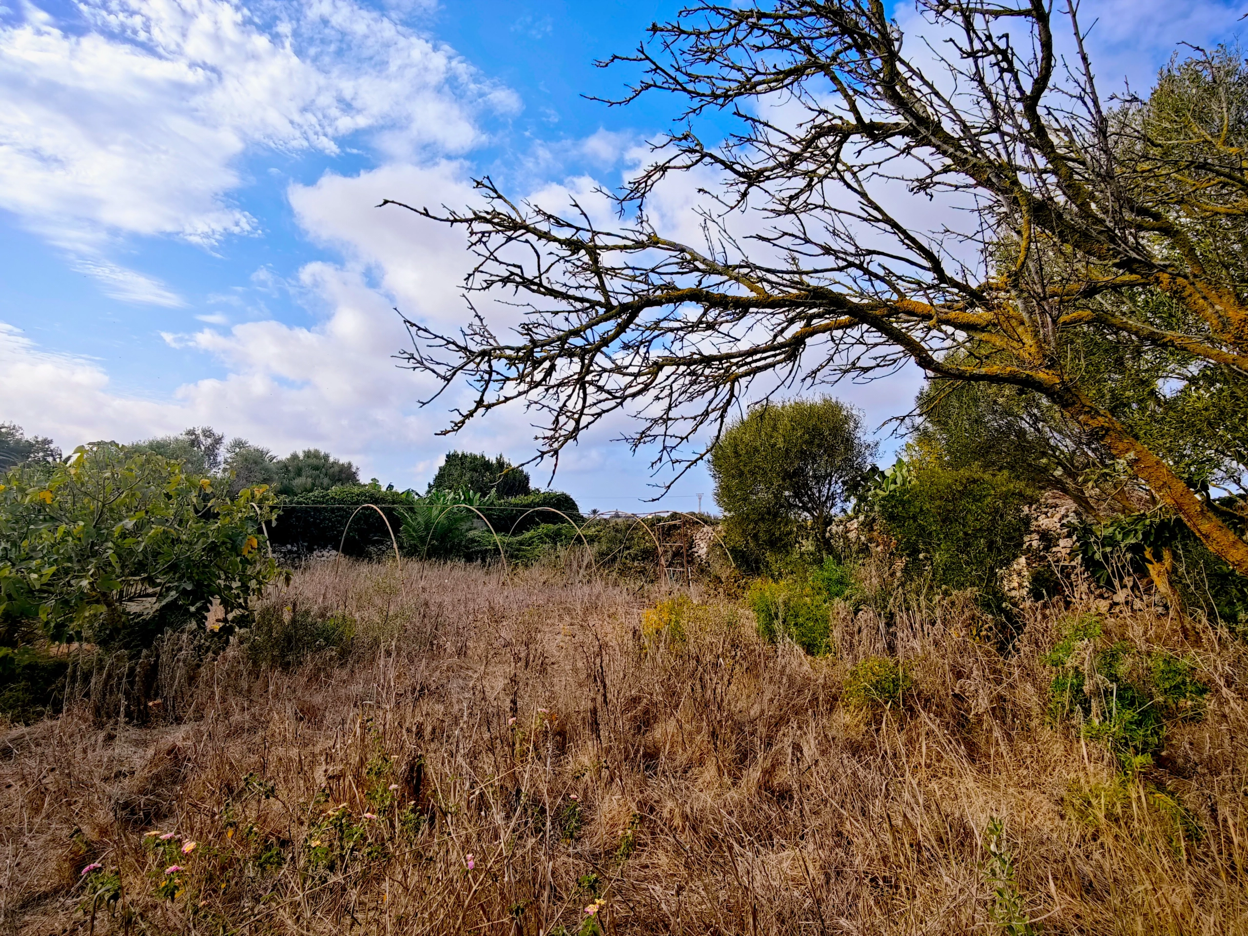 Hortal de 2.021 m² en venta cerca de Ciutadella de Menorca