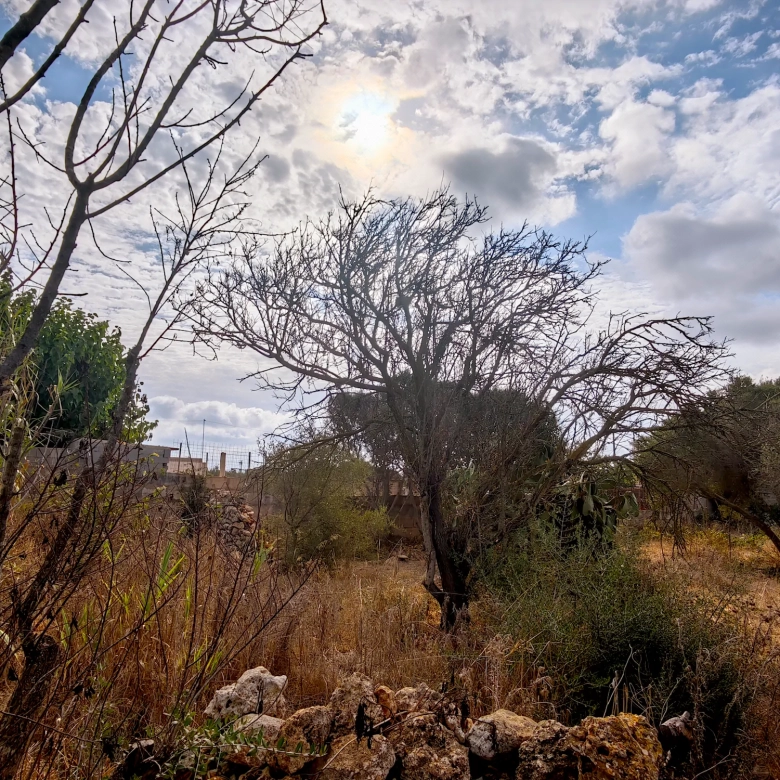 Hortal de 2.021 m² en venta cerca de Ciutadella de Menorca