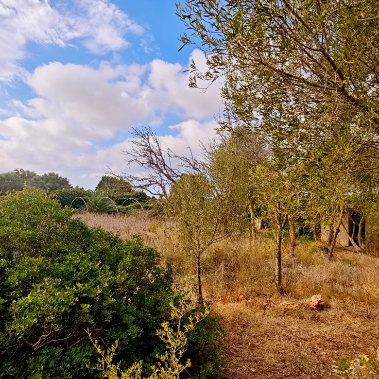 Hortal de 2.021 m² en venta cerca de Ciutadella de Menorca