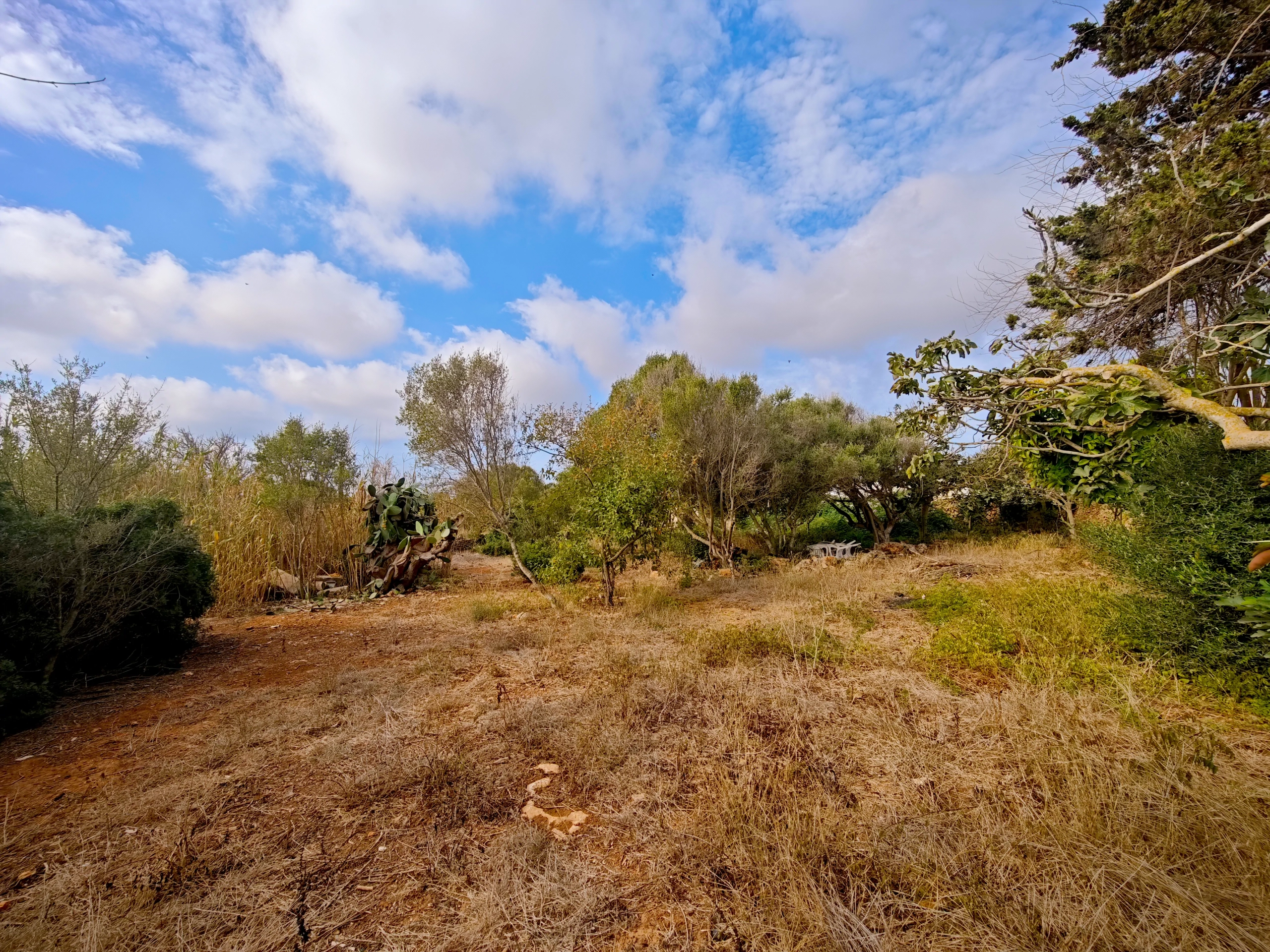 Hortal de 2.021 m² en venta cerca de Ciutadella de Menorca