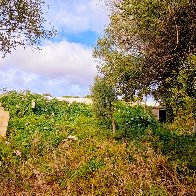 Hortal de 2.021 m² en venta cerca de Ciutadella de Menorca